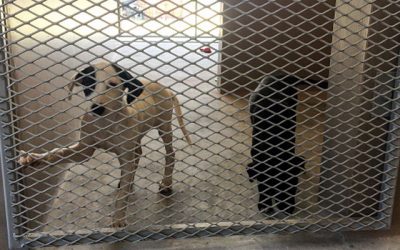 SSPCA Helps Abused & Neglected Animals in the Seychelles