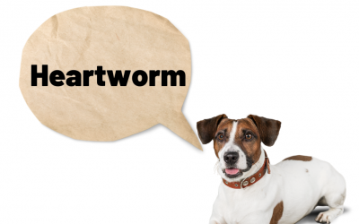 Heartworm, should I be worried about my dog getting it?
