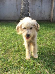 Toto, animal adoption, sspca, seychelles animal rescue, seychelles animal shelter