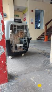Toto, animal adoption, sspca, seychelles animal rescue, seychelles animal shelter